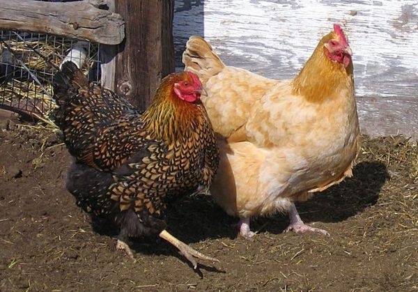 Жанжал: Курицы Актобе - Ақтөбе тауықтары