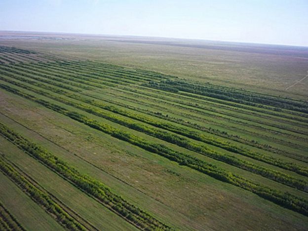Астана жаңалықтары: Жасыл белдеу аумағында қосымша 1,5 млн астам ағаш отырғызылады